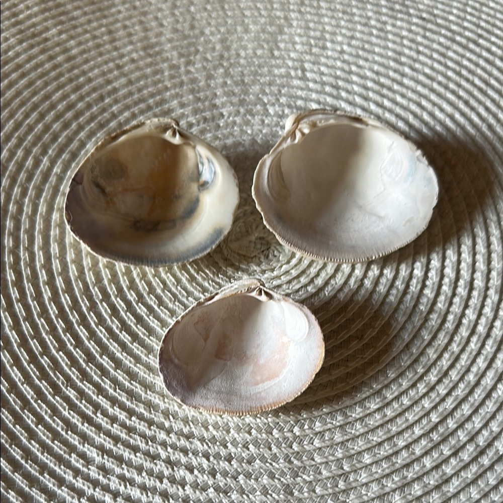 Natural Mini Quahog Shell Trinket or Jewelry Dishes